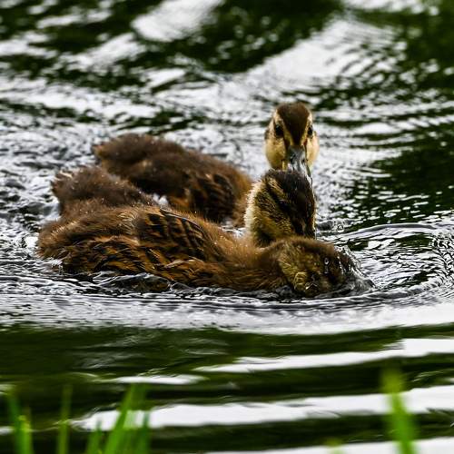 Photo #9412614