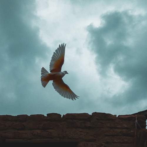Photo #9412929