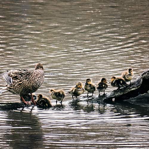 Photo #9413444