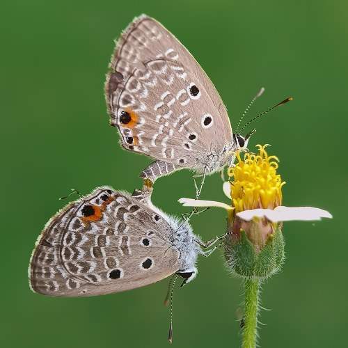 LOVE PAIR