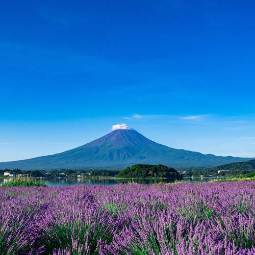 Photo #9416609