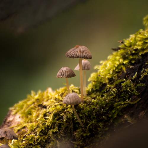 Photo #9420480