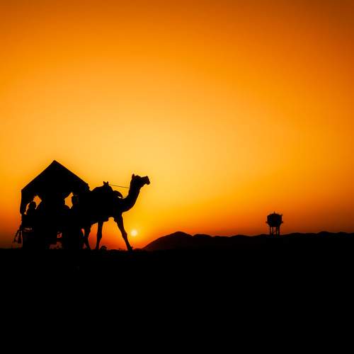 Camel Safari