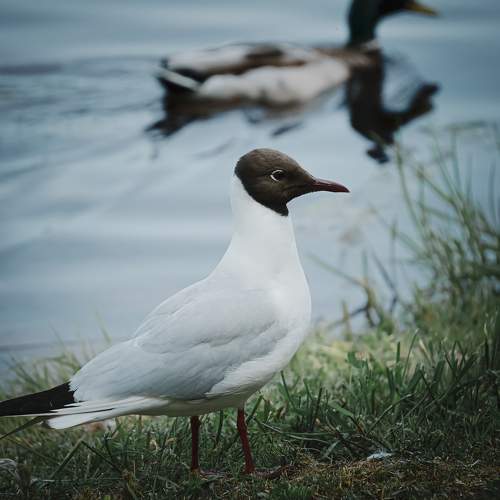 Photo #9424040