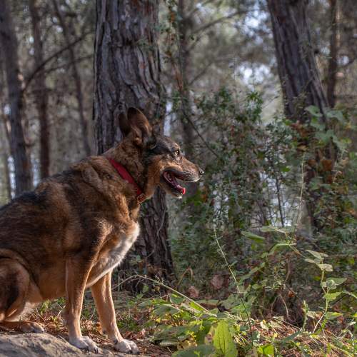 My friend in the woods