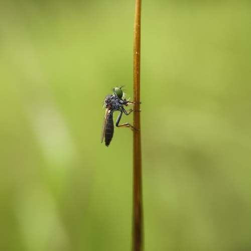Baby Robberfly ( Asilidae)