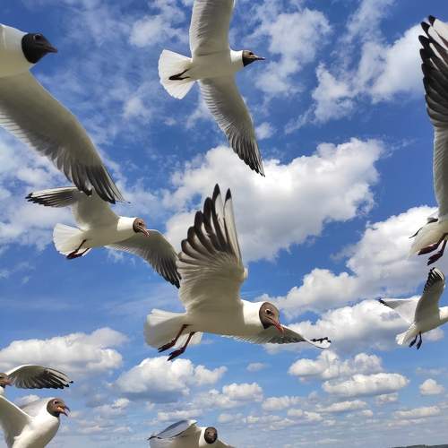 Photo #9429648