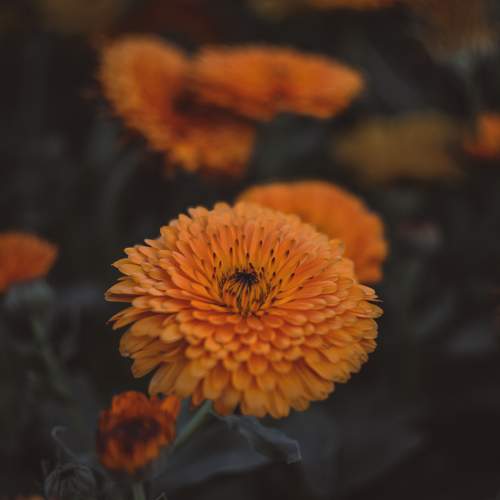 Orange flower