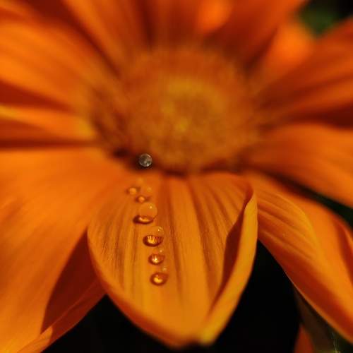 Orange flowers and water drops