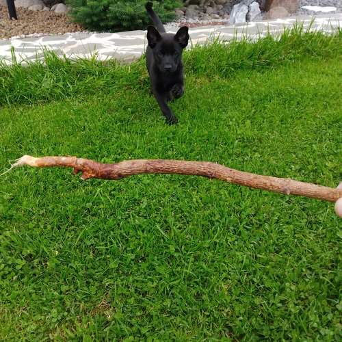 Photo #9432232