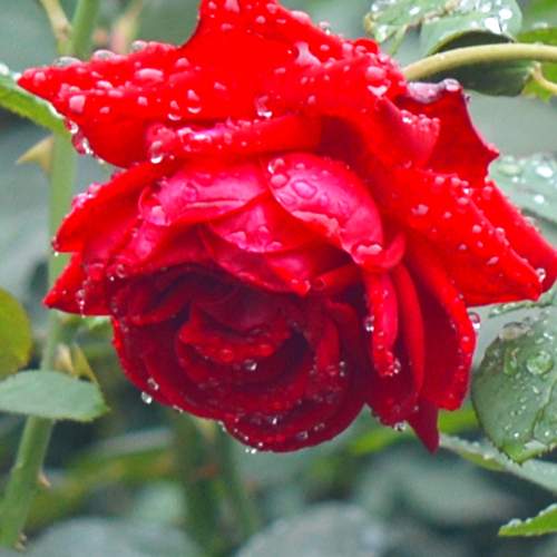Photo #9435835
