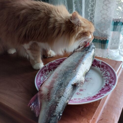 Photo #9435864