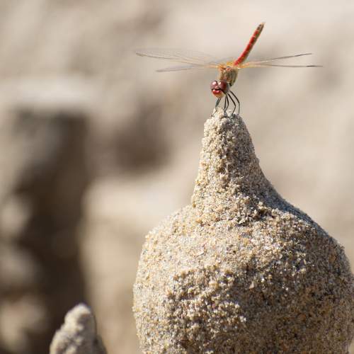 Photo #9438037