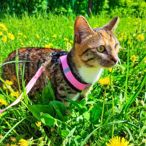 Photo #9438062