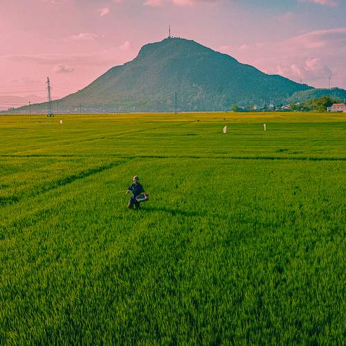 Rice fields in Tuy Hoa