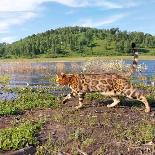Йеня на прогулке