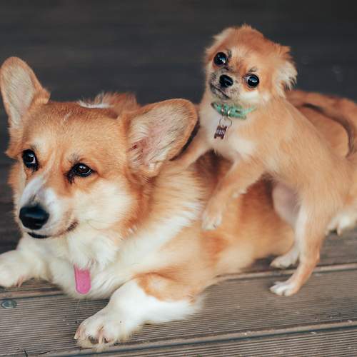 Photo #9440584