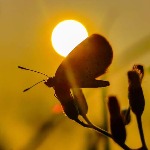 Silhouette of a small butterfly