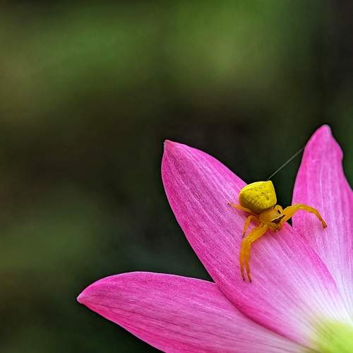 SPIDER & FLOWER
