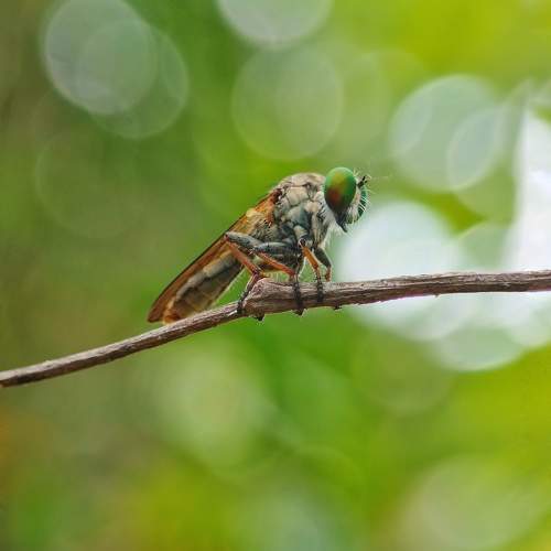 Photo #9441300