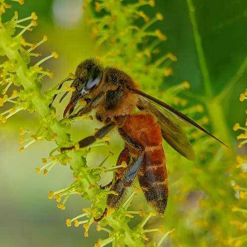 Western honey bee