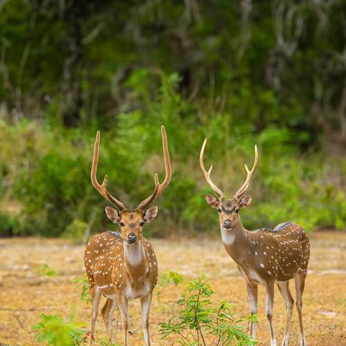Photo #9443727