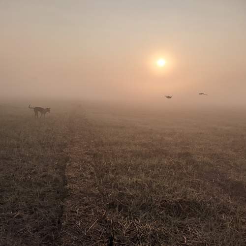 foggy morning