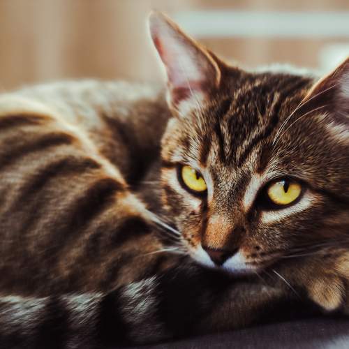 Photo #9446570