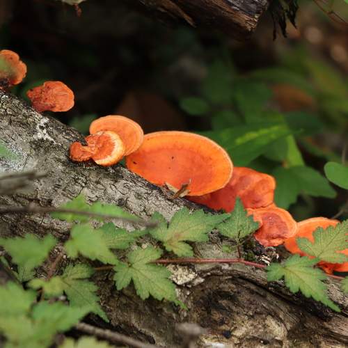 Photo #9448084