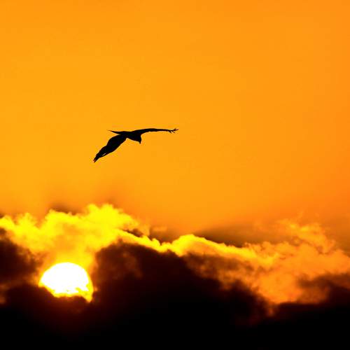 Photo #9448266