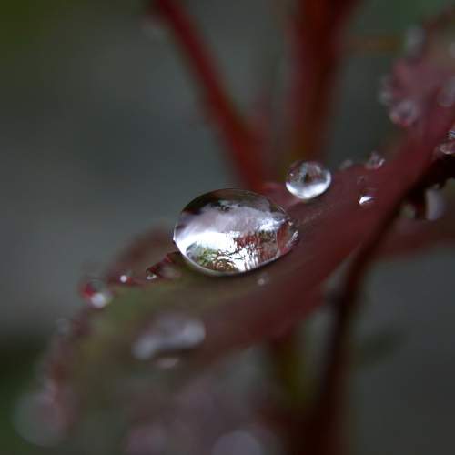 Silver Drop