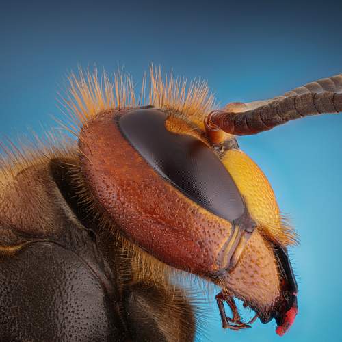 Photo #9450311