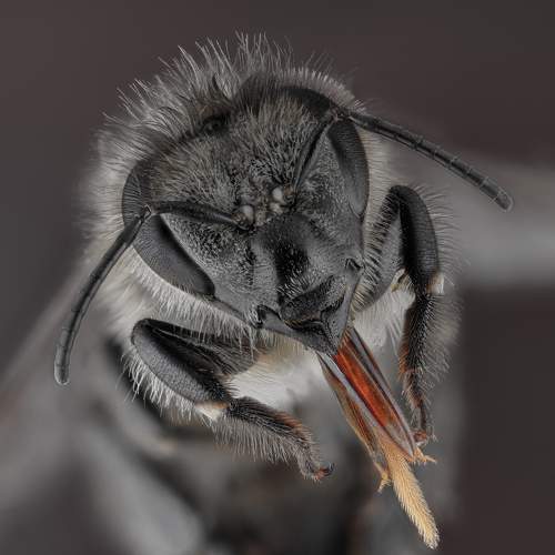 Photo #9450327