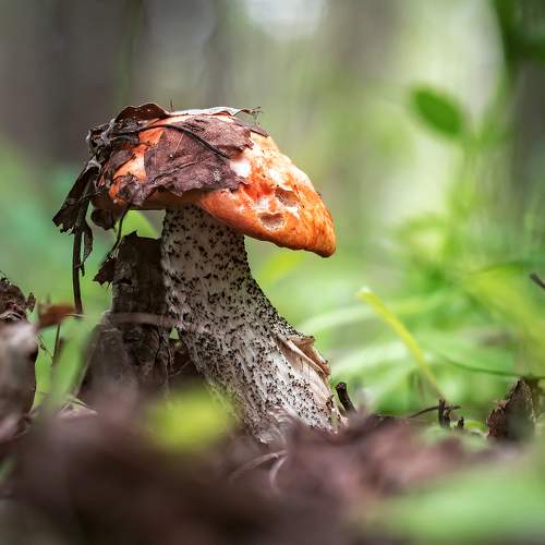 Photo #9450346