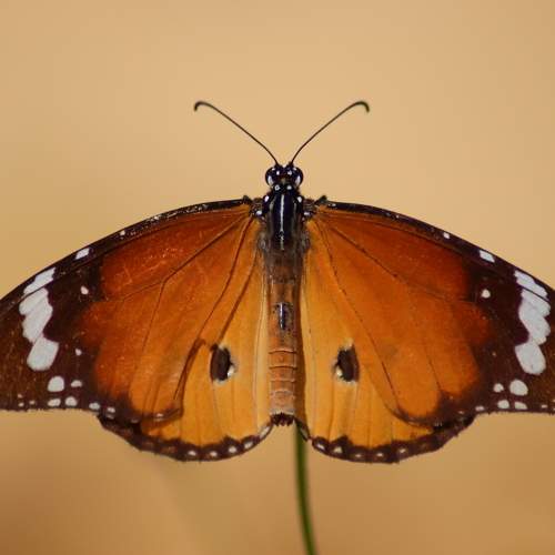 Photo #9450886