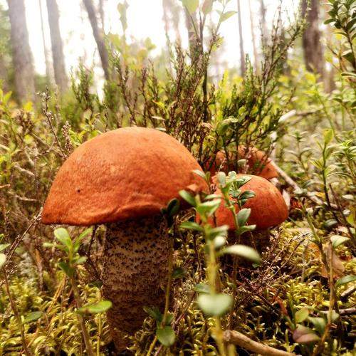 Photo #9452158