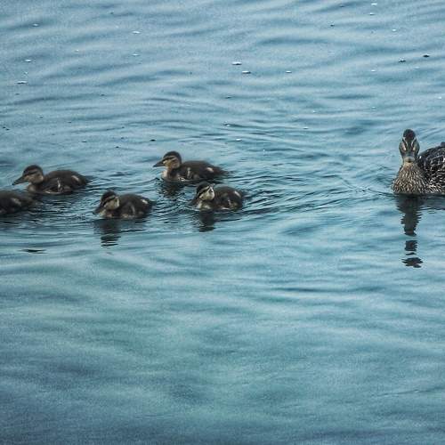 Photo #9453656