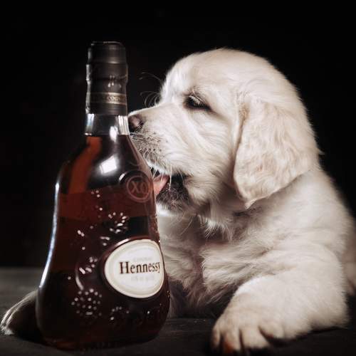 Photo #9456266