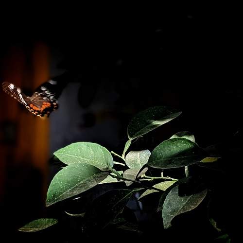 Photo #9457408