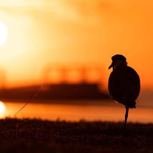 Photo #9457561