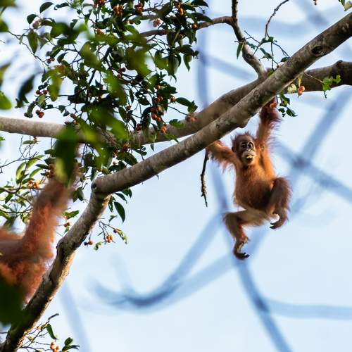 Wild young ourangutan on a ficus tree feeding