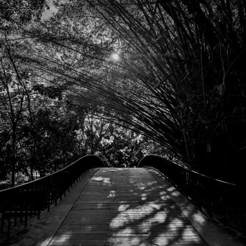 The bridge of life