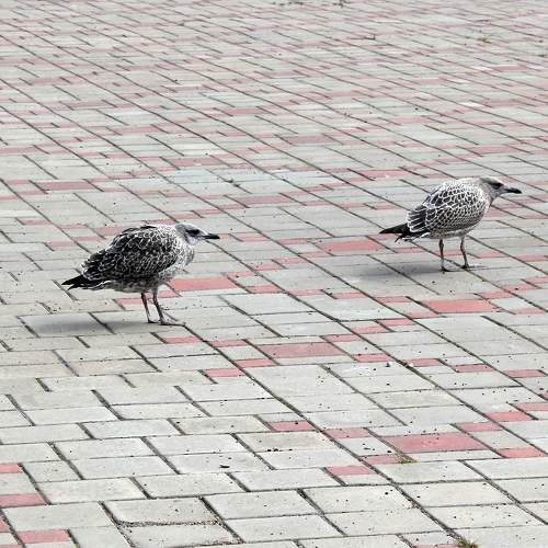 Photo #9460071