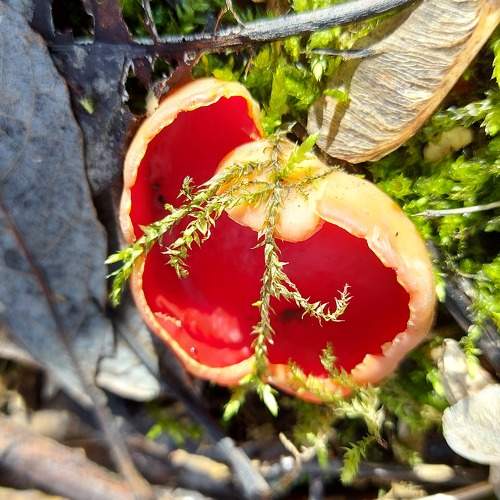 Photo #9461145