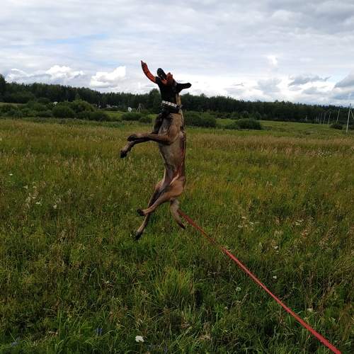 Photo #9462049