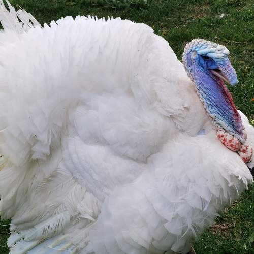 Photo #9464114