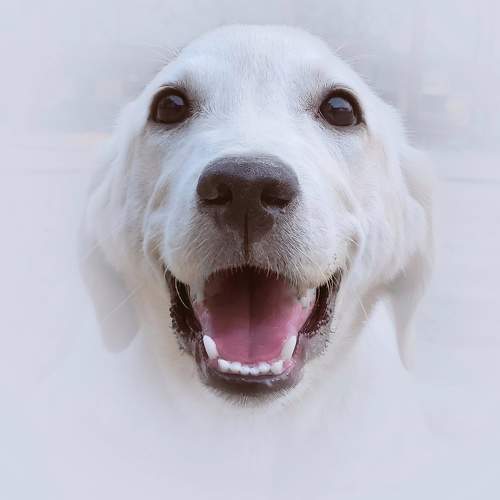 Pawsitively Precious Moments