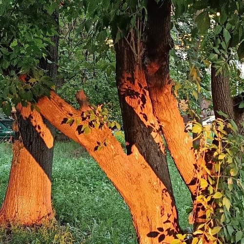 Photo #9465936