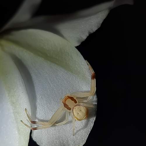 Photo #9466124