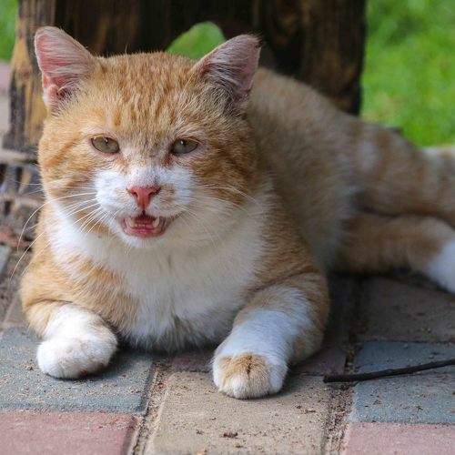 Photo #9466507